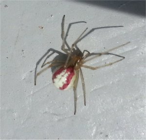 Comb Footed Spider!