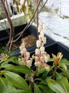 Flame of the forest 'bells'