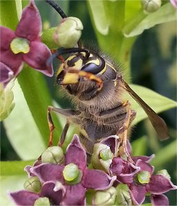 Common Wasp