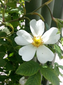 White heart shaped petal flower