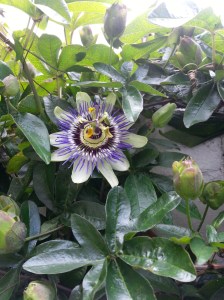 Passion Flower