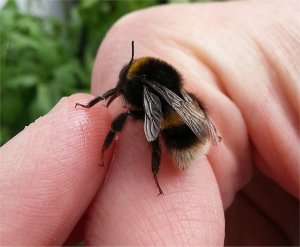 Buff Tailed Bumblebee