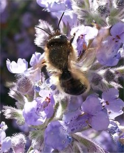 Tired Mason Bee