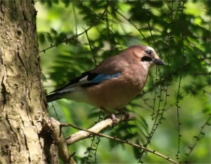 Jay