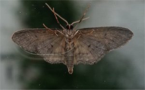 Moth