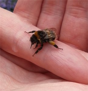Tree Bumblebee on David's hand