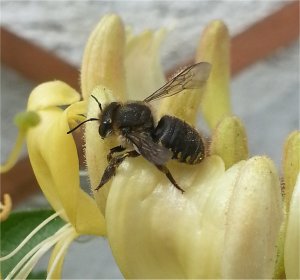 Wool Carder Bee