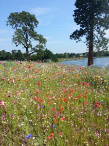 Wild flowers