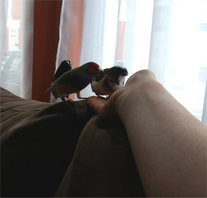 Romeo, Rainbow, Chocolate
