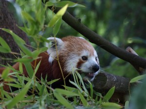 Male Red Panda