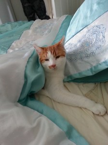 Artie in bed!