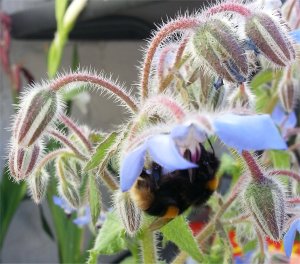 Bumblebee on Borage