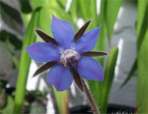 Borage flower