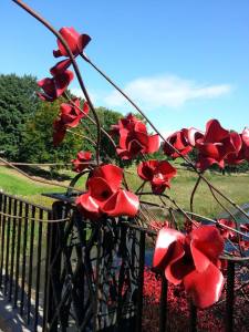Poppies