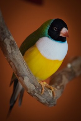 DSC_1324-1