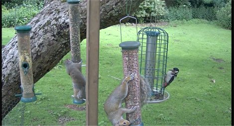 RSPB webcam 2