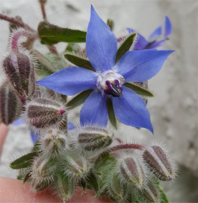 borage