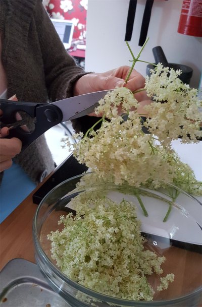 elderflower1