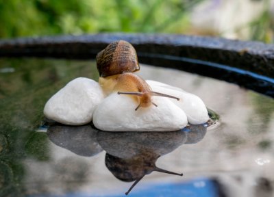 snail
