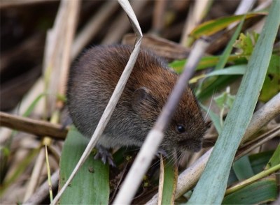 field vole