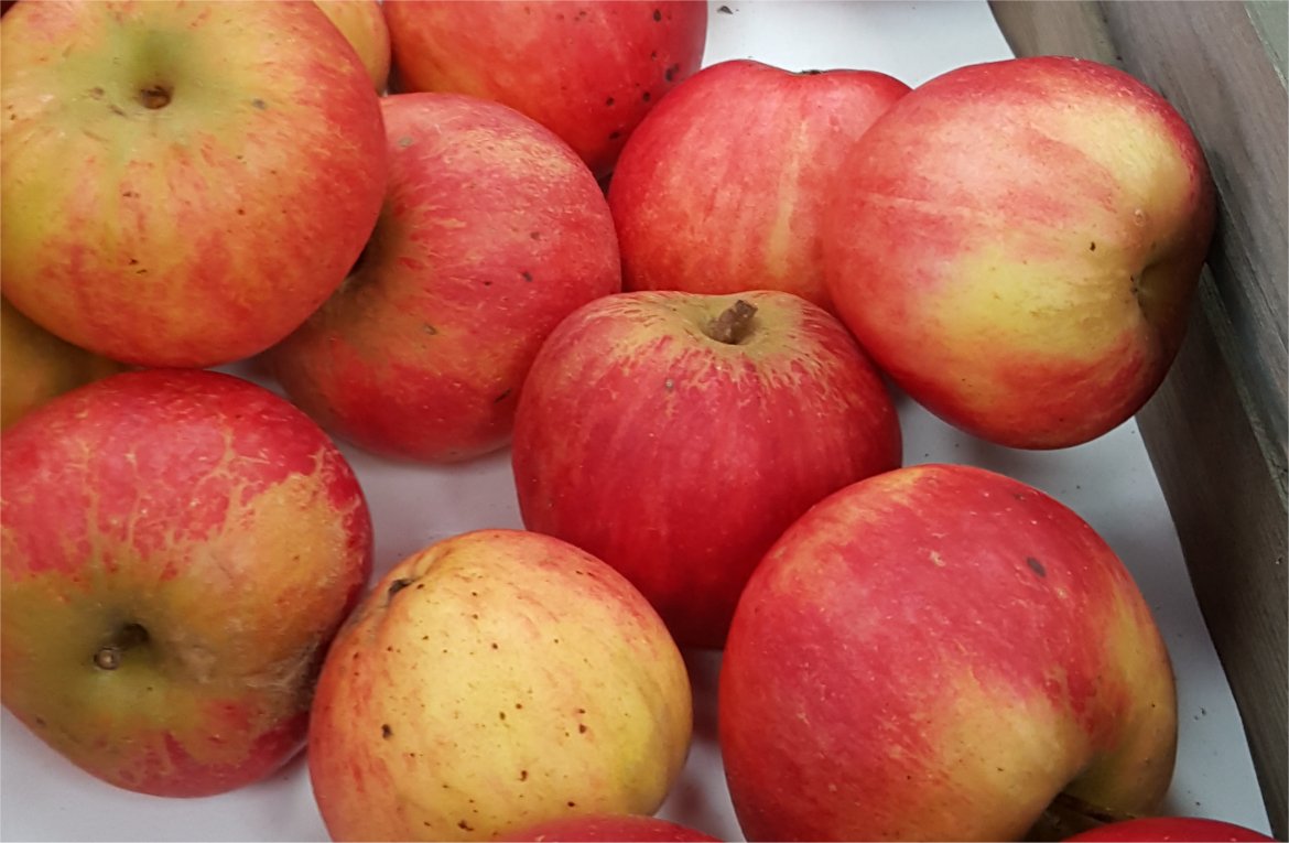 apples 1