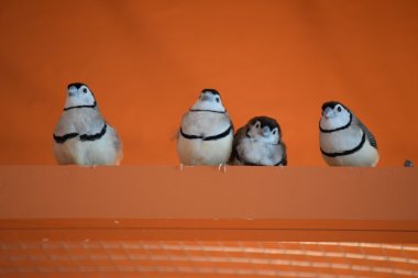 owls together