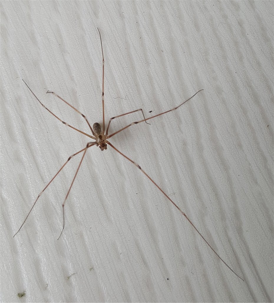 cellar spider