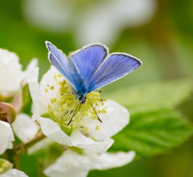 common blue