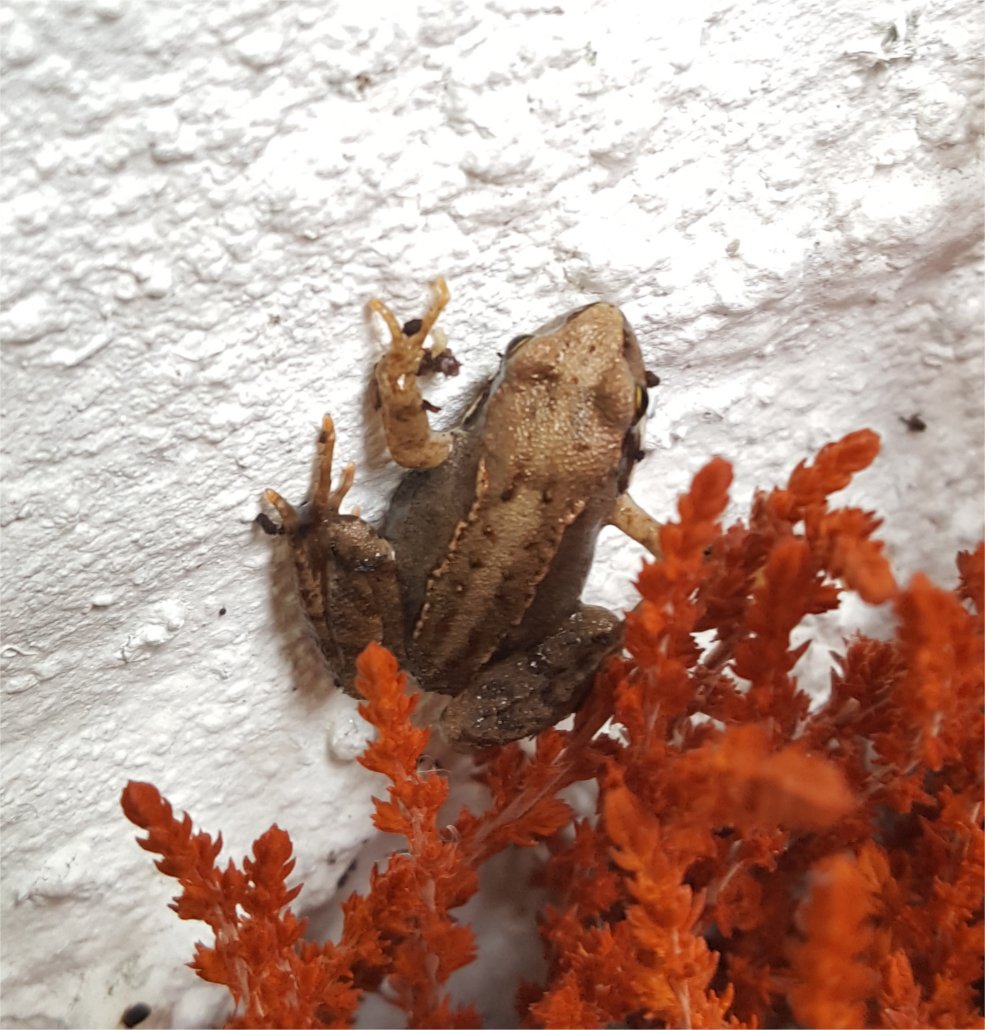 toad