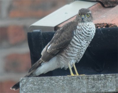 sparrowhawk