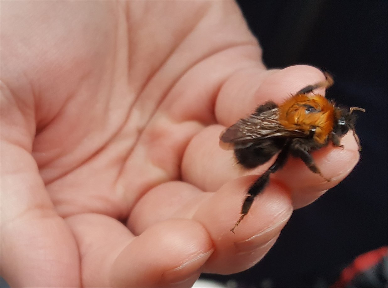 bee