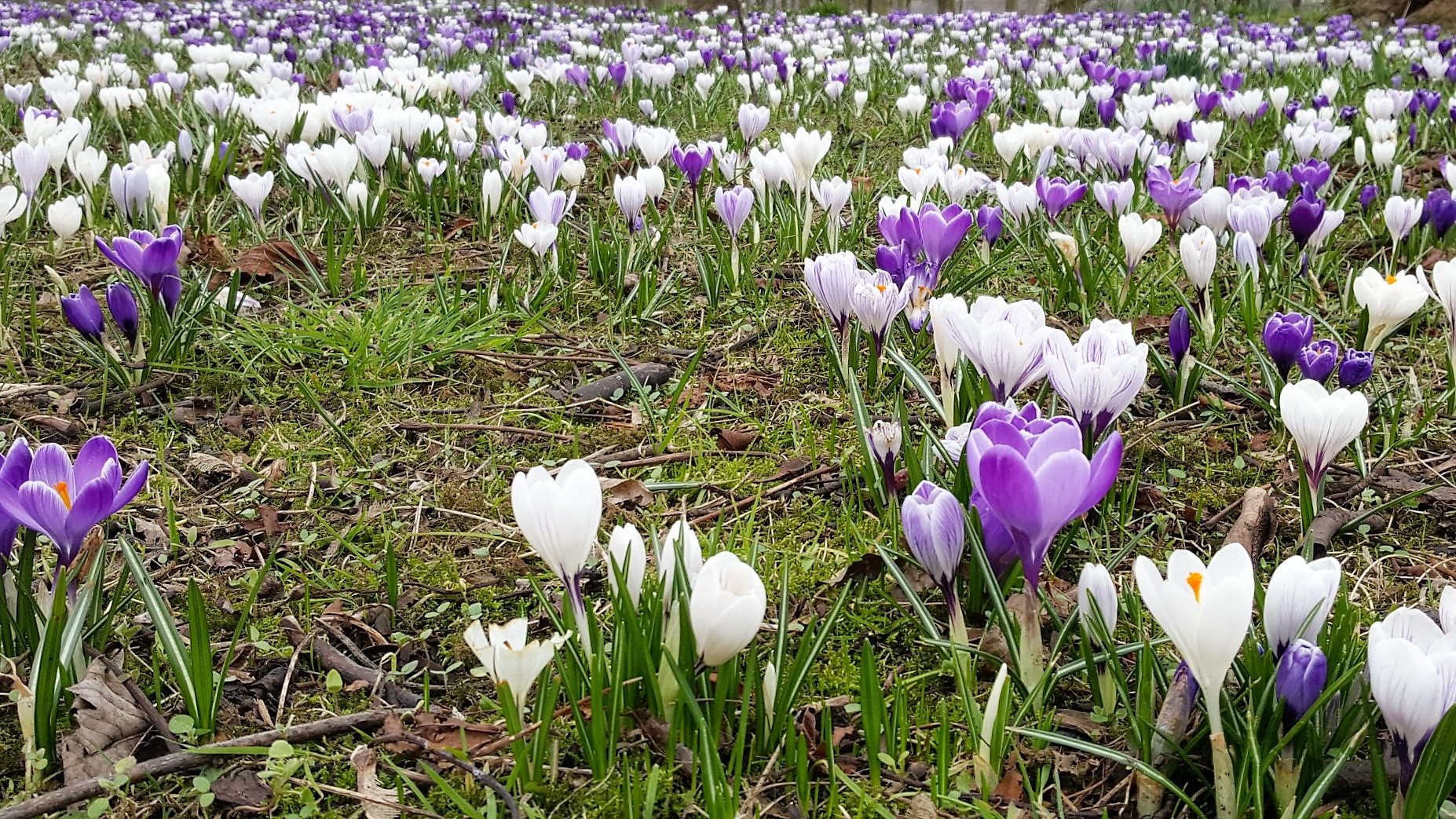 crocus 2
