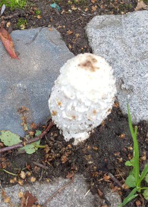 mushroom