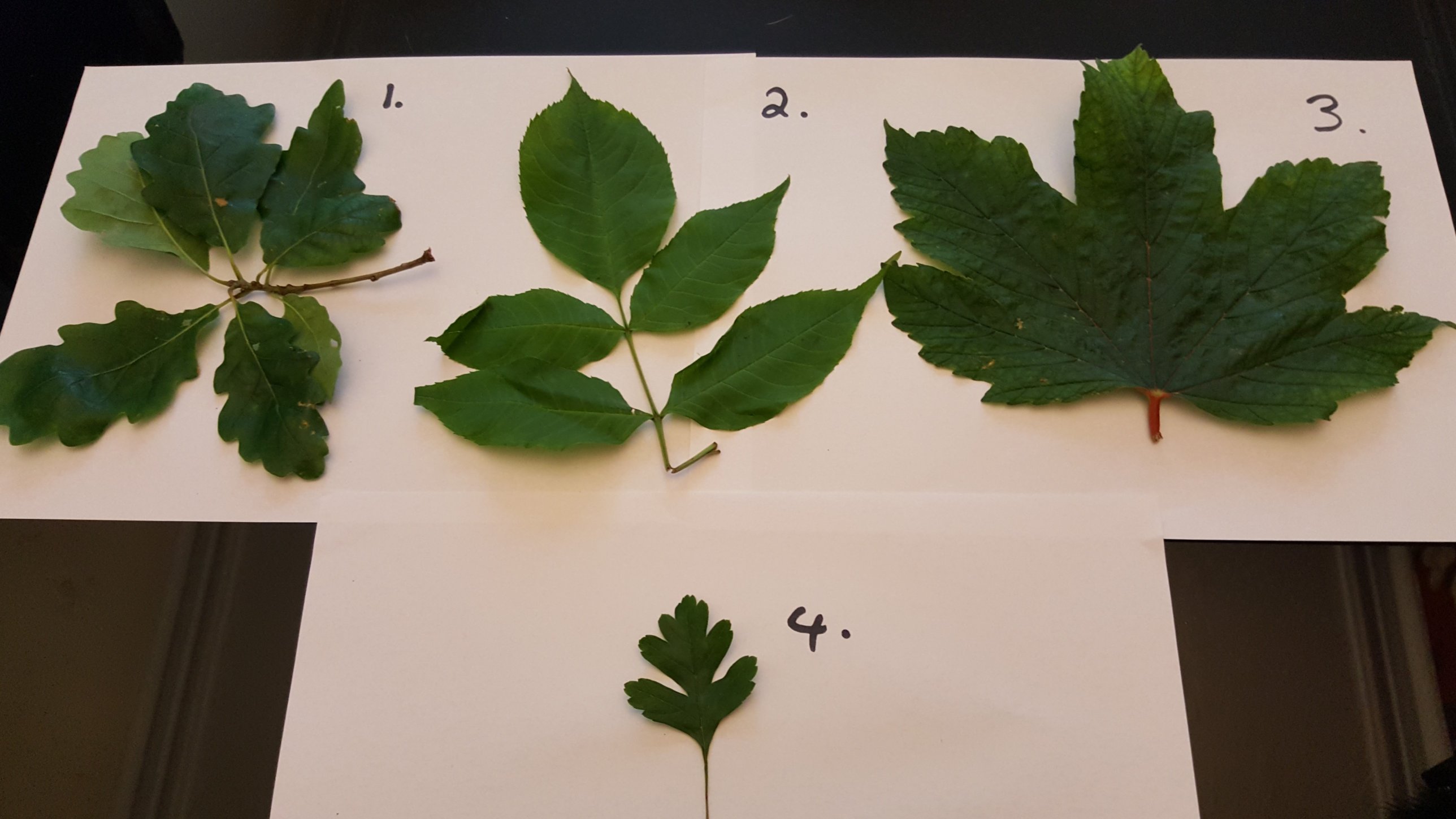 leaves