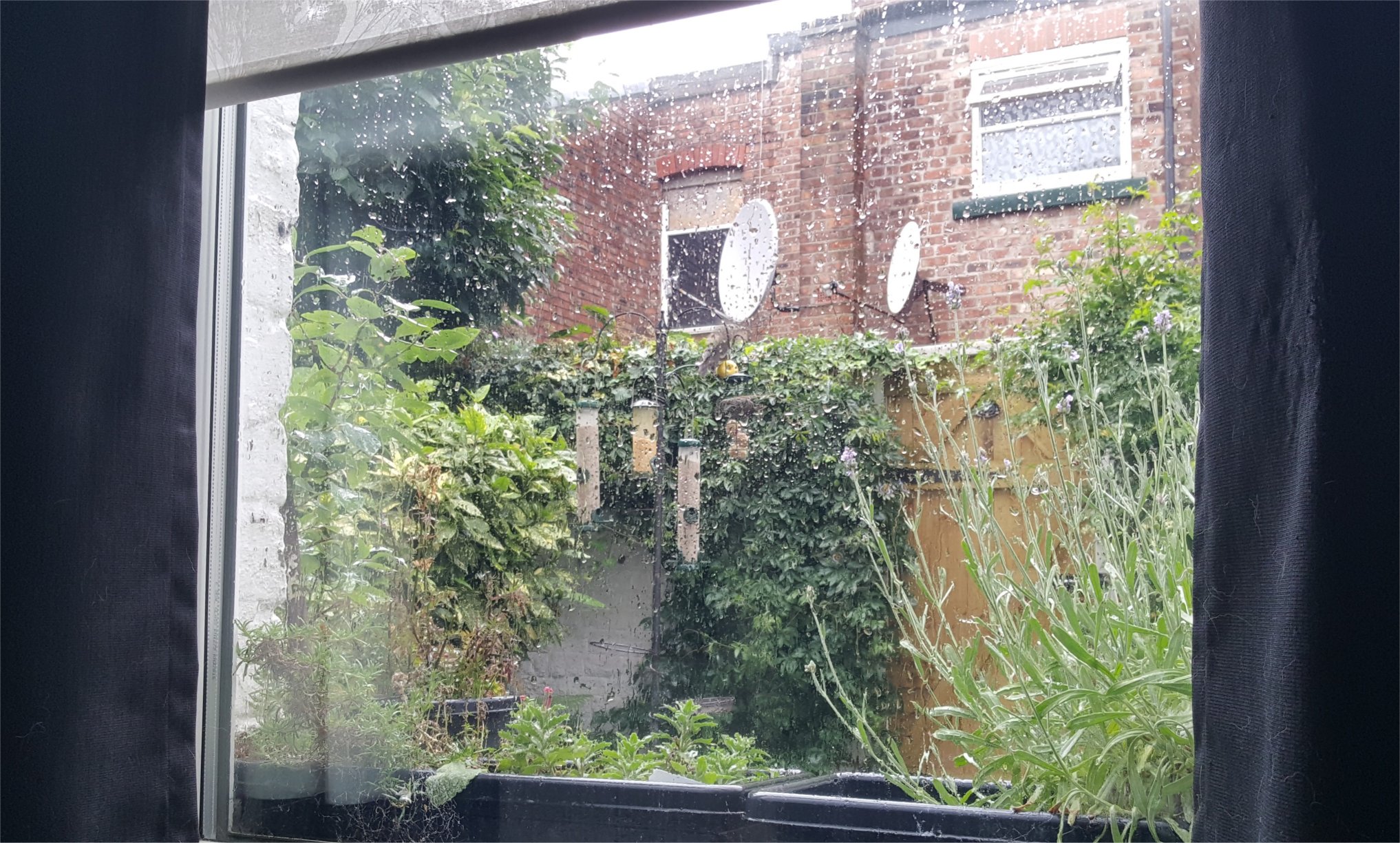 window