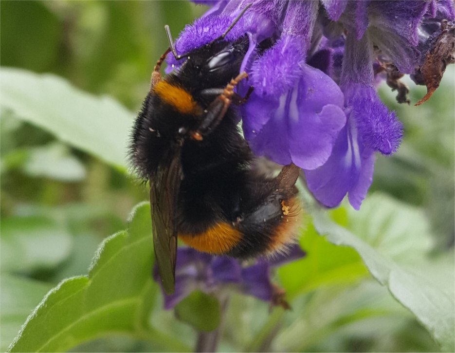 buff tailed bumblebee