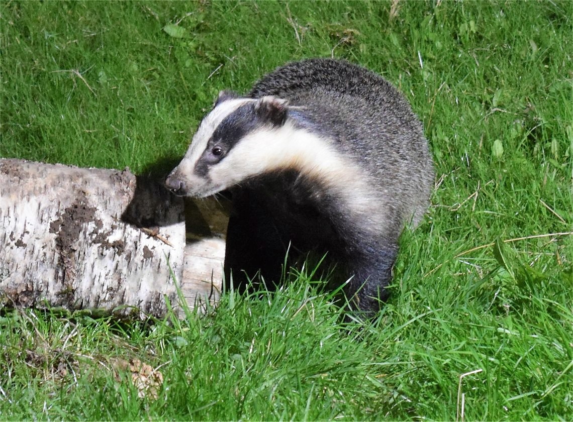 badger2