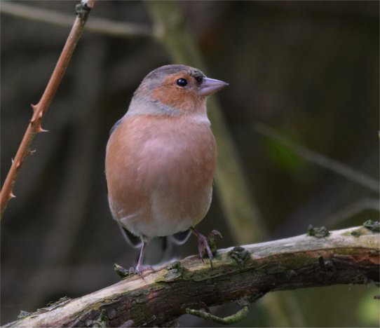 chaffinch