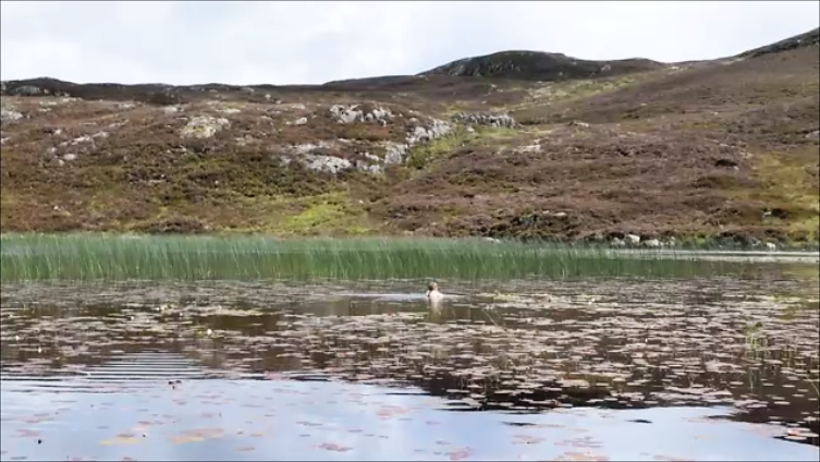 dock tarn 2