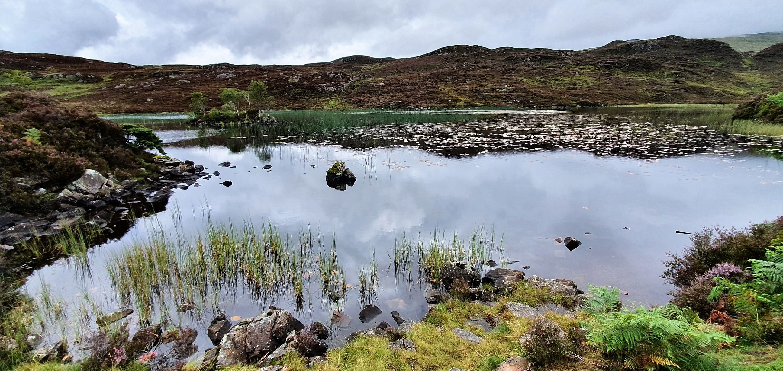 dock tarn