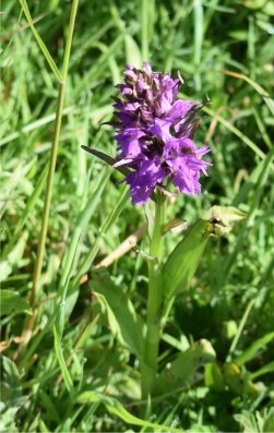 marsh orchid