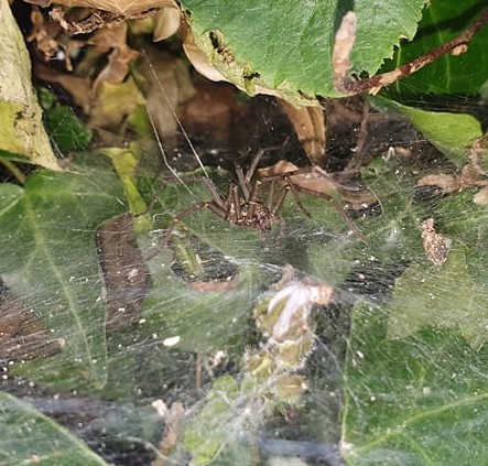 Spider and web