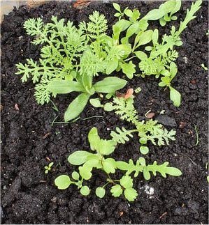 wildflower seedlings