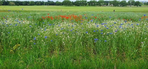 wildflowers