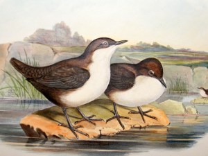 ouzel