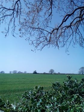 view over hedge