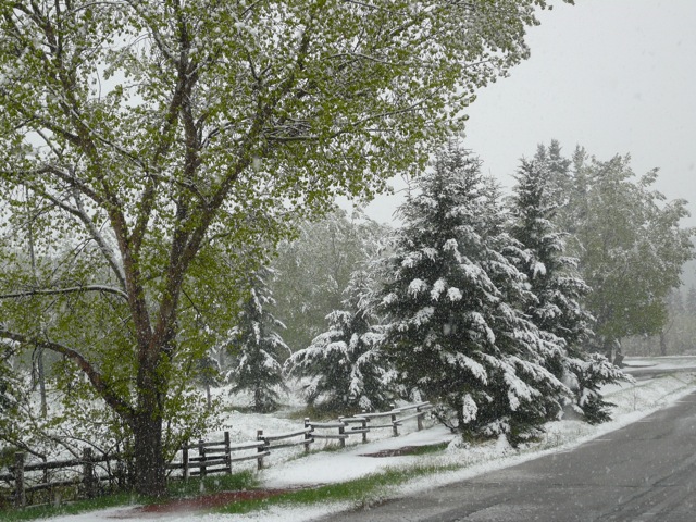 May Snow 5
