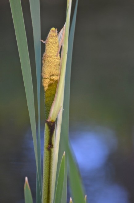 Cattail.jpg
