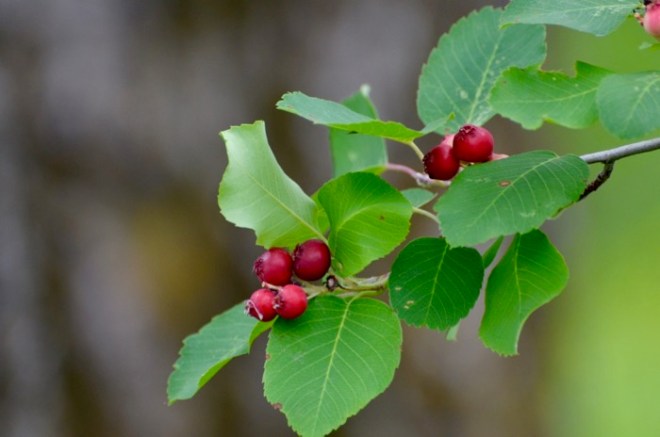 Summer fruits.jpg