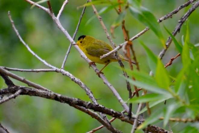 Wilson's Warbler.jpg